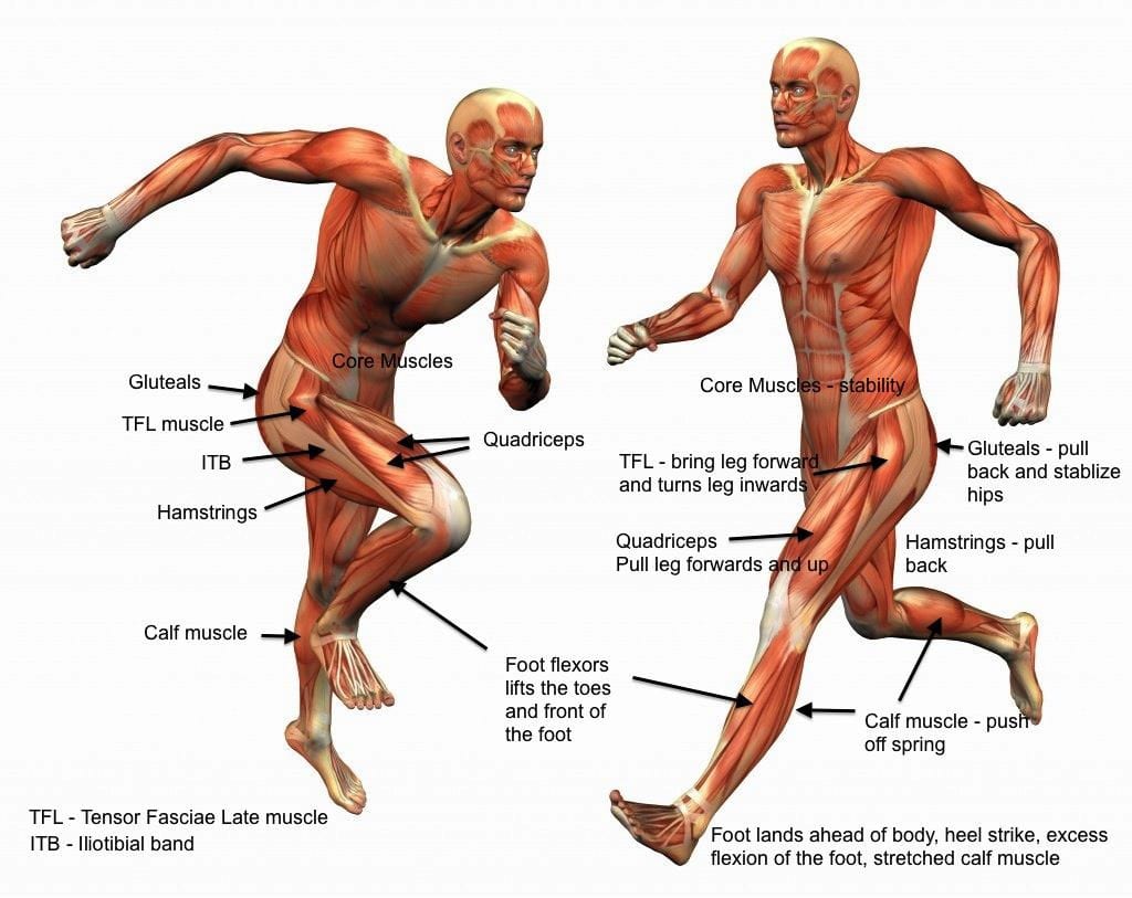 Sofocante Asistir Él Dr. Ferran Abat | Lesiones musculares en las piernas