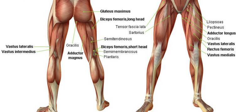Sofocante Asistir Él Dr. Ferran Abat | Lesiones musculares en las piernas