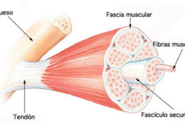 Miofascial - síntomas